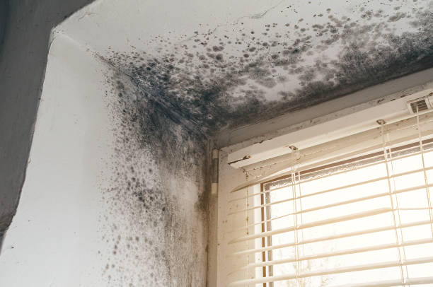 Trusted Black Mold Removal service in Jacksonville, NC - Cheap Mold Removal