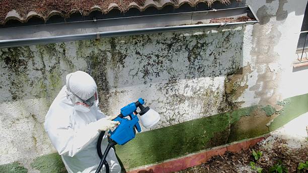 Top rated local Mold Cleanup specialists in Jacksonville, NC